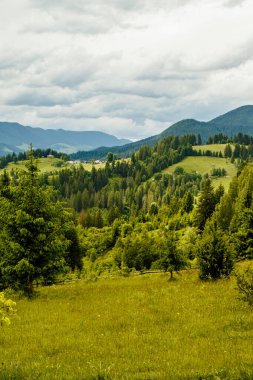 fields and meadows of Ukraine