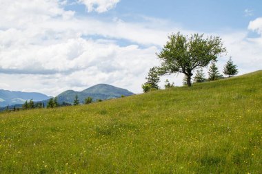 Ukrayna 'nın çayırları ve tarlaları