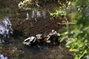 yaban ördekleri gölde yüzmek