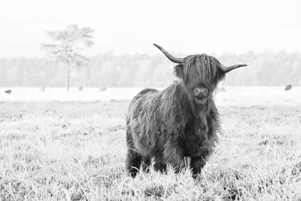 A young hairy Scottish Highlander bull looks at you in a natural winter landscape
