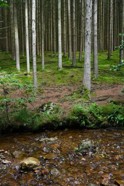 Belçika Ardennes 'de bir orman ağacı çiftliğinin yanındaki kayalık derede.