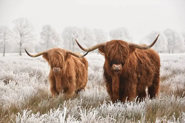 stock image Highland cattle in a natural snowy winter landscape. Scots: Heilan coo, are a Scottish cattle breed.