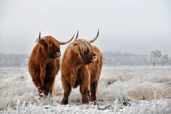 Two Scottish highlanders. Highland cattle in a natural snowy winter landscape.