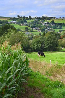 A corn field next to cow on a pasture, in the background of the houses of the hamlet of Masta in the Belgian Ardennes clipart
