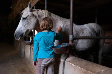 NETHERLANDS - 5 AĞUSTOS 2016: Pire ısırığı olan gri atıyla bağlantısı olan kız