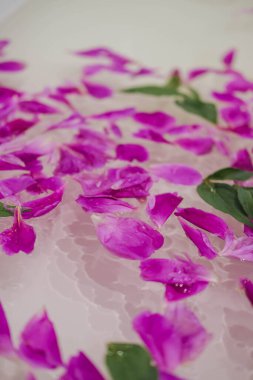 Yeşil yapraklarla suda yüzen pembe şakayık yaprakları.