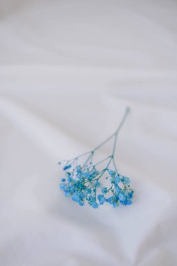 Beyaz kumaş arka planda güzel mavi çigila çiçekleri.