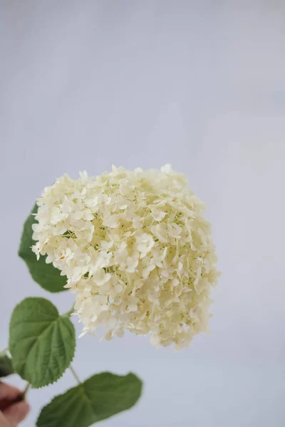 Ortanca macrophylla. Beyaz arkaplanda beyaz ortanca makrofilla