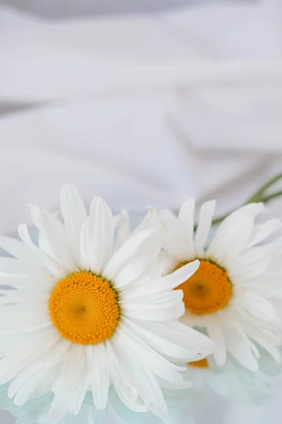 White daisies on a white background.Beautiful daisy flower