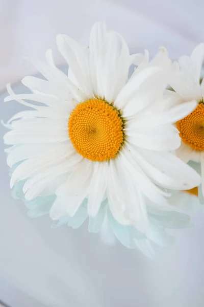 White daisies on a white background.Beautiful daisy flower