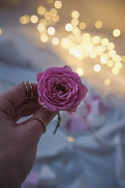 手拿着粉红的玫瑰 背景上挂着彩灯 — 图库照片