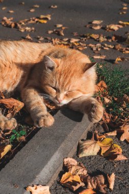 Sonbahar parkında yapraklarla yerde yatan kızıl kedi.