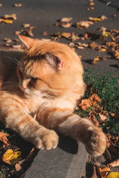 Sonbahar parkında yapraklarla yerde yatan kızıl kedi.