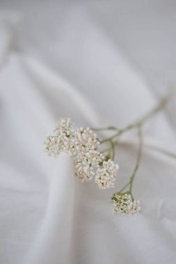 Beyaz kumaş üzerinde beyaz çigila çiçekleri. Düğün geçmişi.