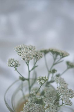 Beyaz arka planda bir buket kireçli beyaz kumaş.