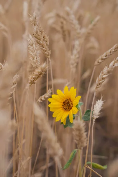 Соняшник Пшеничному Полі Вухами Пшениці Фон — стокове фото