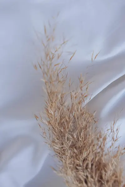 Beyaz kumaş arka planında kuru kamış bitkisi