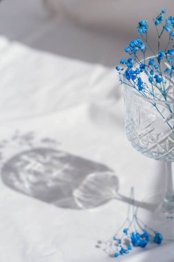 Beyaz arka planda bir bardakta mavi çigila çiçekleri