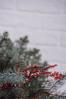 Beyaz tuğlalı arka planda kırmızı böğürtlenli Noel ağacı dalı.