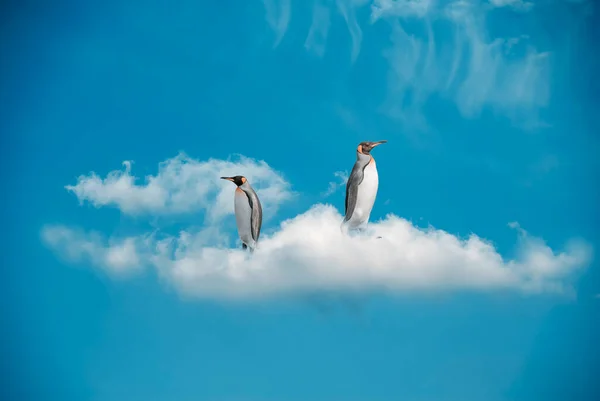 Fotomontaje Dos Pingüinos Sobre Una Nube Sobre Fondo Cielo Azul —  Fotos de Stock