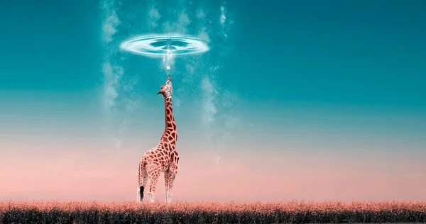 Fotomontage Een Giraffe Onder Een Cirkel Van Water Regen Pastelkleuren — Stockfoto
