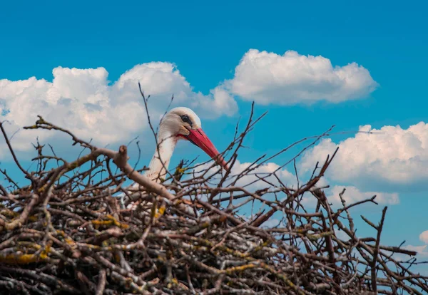 Stork Nest — Stock Photo, Image