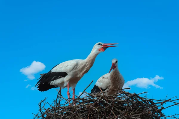 Couple Storks Nest — Stock Photo, Image