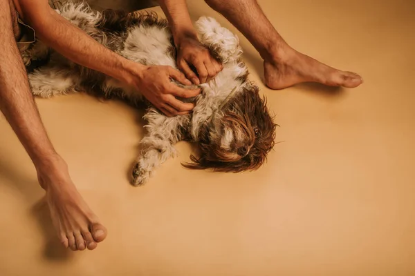 Niedlicher Kleiner Hund Liegt Studio Während Der Mann Ihn Streichelt — Stockfoto