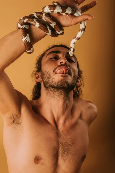 Beau Homme Avec Langue Tenant Son Serpent Roi Californie Assis — Photo
