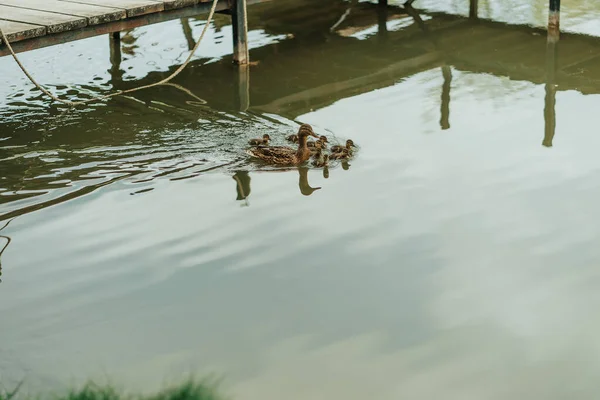 Little Cute Ducks Swimming Mother Lake Park — Stock Photo, Image