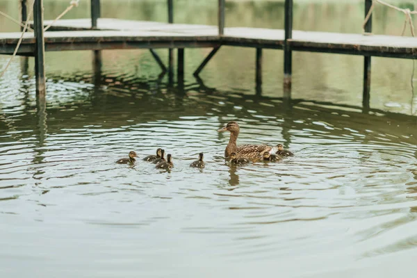 Kleine Süße Enten Schwimmen Mit Ihrer Mutter See Park — Stockfoto