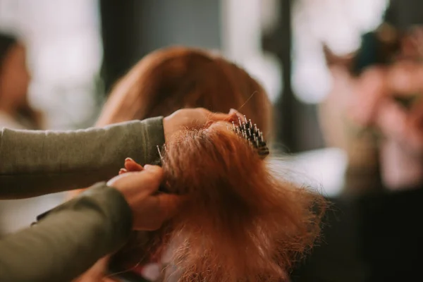 Close Hairdresser Brushing Red Haired Girl Black Brush Hair Salon — Stock Photo, Image
