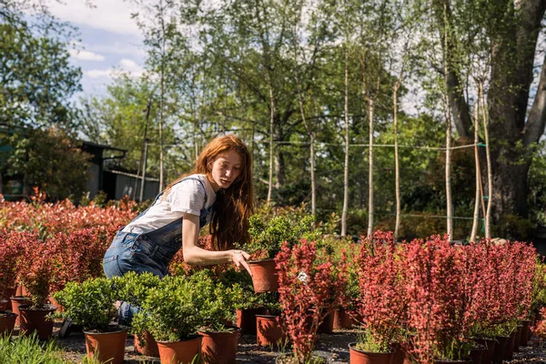 stock image Beautiful young ginger gardener planting new flowers at the garden
