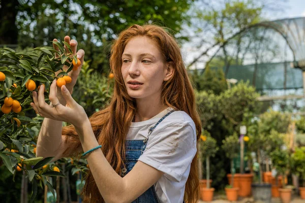 stock image Front view shot of beautiful ginger girl picking small tangerine from a tree