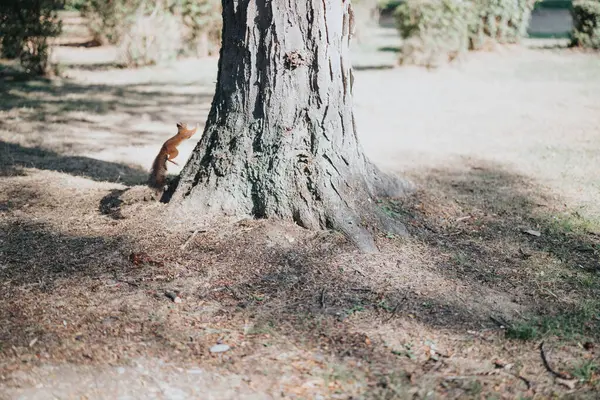 松鼠在公园里跑得很快爬上一棵树的前景照片 — 图库照片