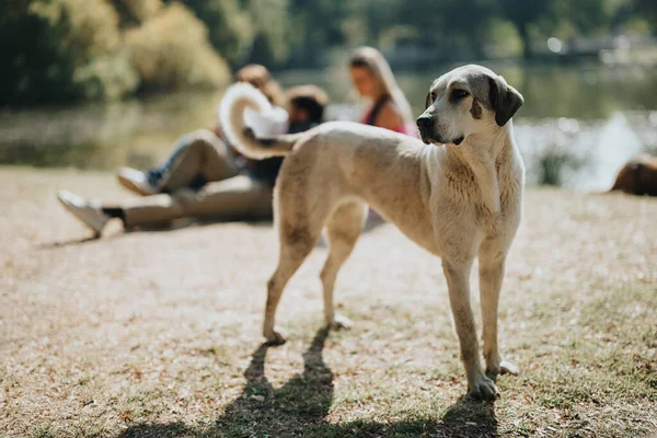 在一个阳光明媚的秋日 无忧无虑的朋友们和狗在一个绿城公园里闲聊着 快乐有趣的能量能促进幸福 积极的社交活动和休闲 — 图库照片
