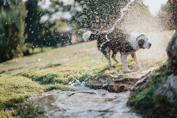 Dogs Have Fun Sunny Park Splashing Refreshing Themselves Water Enjoy — Stock Photo, Image