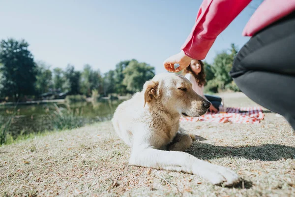 两个快乐的朋友在公园里享受着阳光灿烂的一天 而他们的爱玩的狗在附近玩得很开心 他们无忧无虑 无忧无虑地在大自然中消磨时光 — 图库照片
