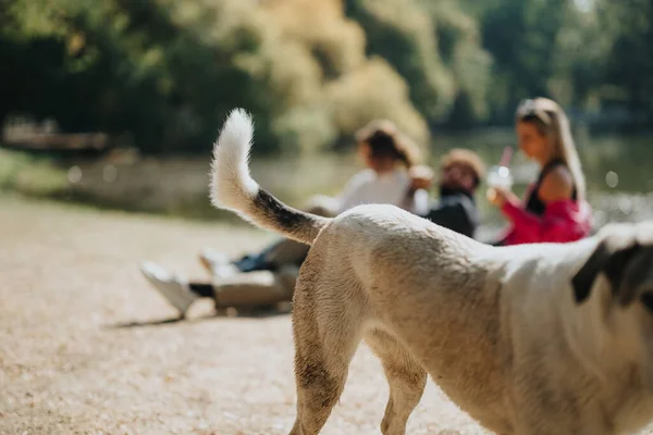 无忧无虑的朋友们与爱玩的狗在公园里共度阳光灿烂的一天 — 图库照片