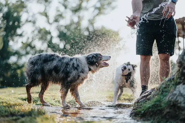 喜爱玩乐的狗在阳光灿烂的公园里嬉戏 在清澈的水中嬉戏嬉戏嬉戏 他们享受温暖的天气 在自然环境中饮酒和洗澡 — 图库照片