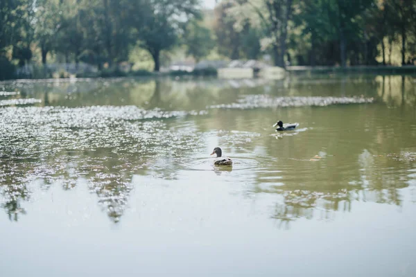 Beaux Canards Nageant Dans Lac Parc — Photo