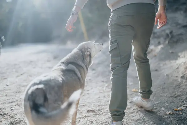 Hombre Acariciando Perro Mientras Caminaba Caminando Por Sendero Las Montañas — Foto de Stock