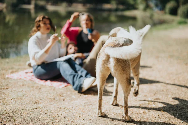 快乐的朋友和他们的狗在一个阳光灿烂的城市公园里玩乐 享受大自然和彼此的陪伴 — 图库照片