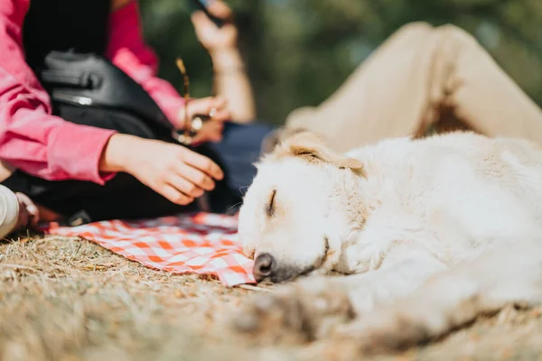 白人朋友和他们的狗在公园度过了无忧无虑的一天 一个充满放松 自然和陪伴的积极快乐的时刻 — 图库照片