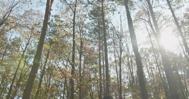运动健将在绿林里拉车 享受户外活动 阳光灿烂的日子增添了自然环境的美丽 为野外远足创造了完美的环境 — 图库视频影像