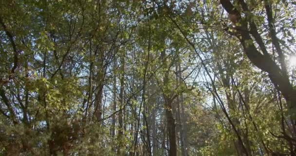 Відео Щільного Лісу Стані Спокою Красивий Ранній Осінній Сонячний День — стокове відео