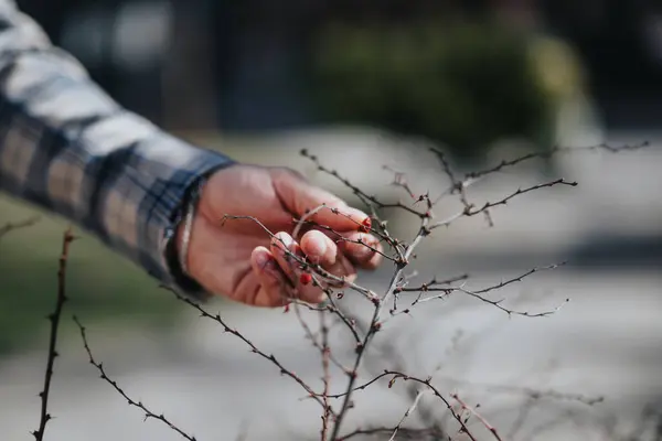 Soft Focus View Capturing Tender Moment Hand Caressing Fragile Twigs — Stock Photo, Image