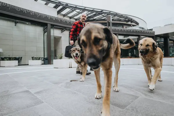 Tři Malí Psi Kráčející Kameře Zataženého Počasí Ulici — Stock fotografie