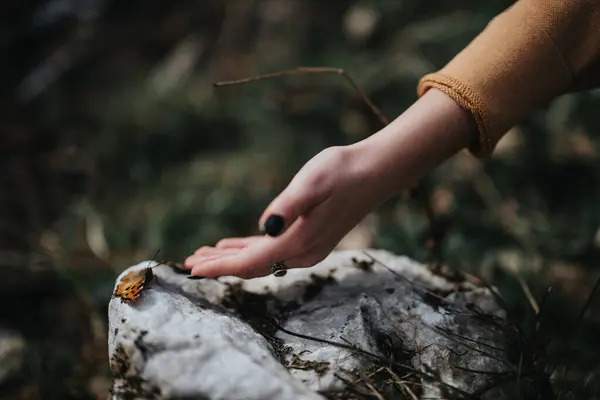Close-up of a persons hand reaching out to a delicate butterfly resting on a stone in nature, symbolizing gentleness and connection with wildlife.