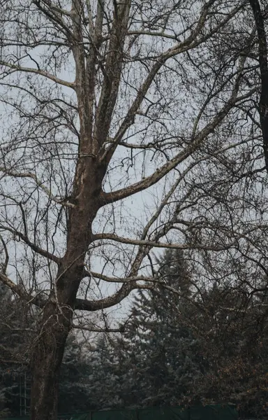 Samotne Drzewo Bez Liści Stoi Wysoko Pośród Zimowej Scenerii Tłem — Zdjęcie stockowe